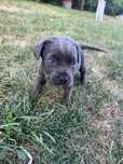 Vând căței Cane Corso