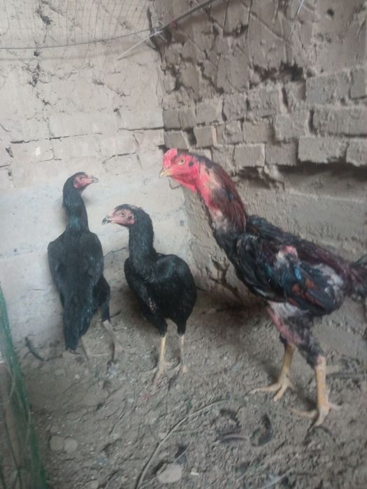 Barakasini bersin