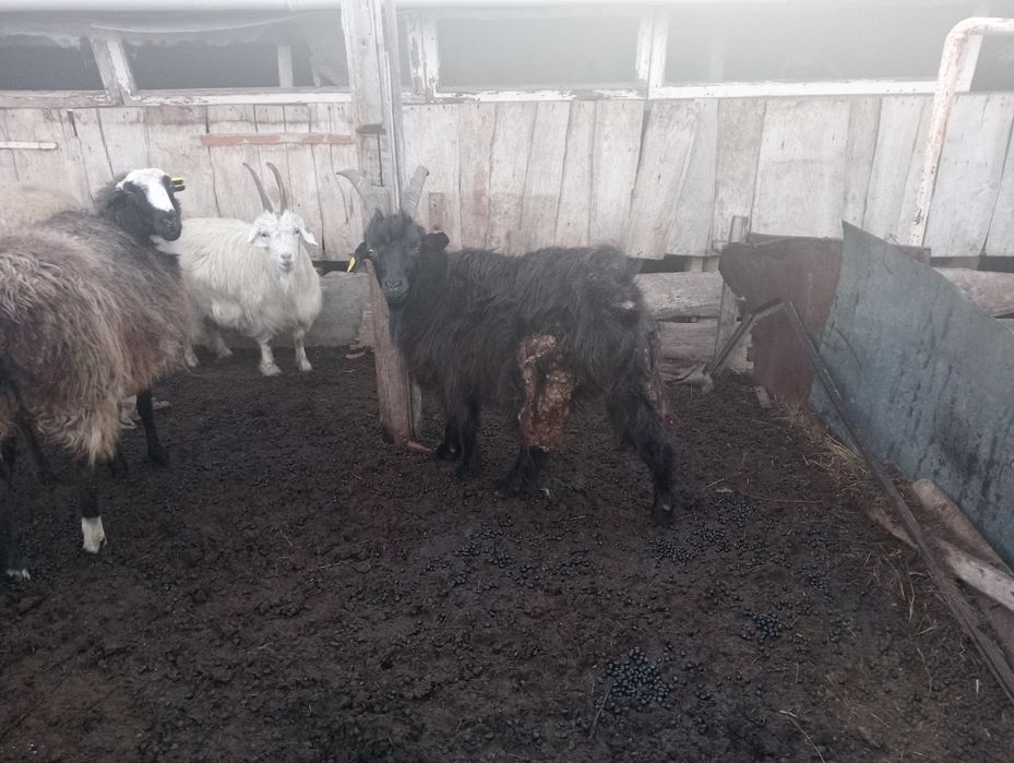 Серкелер сатамын