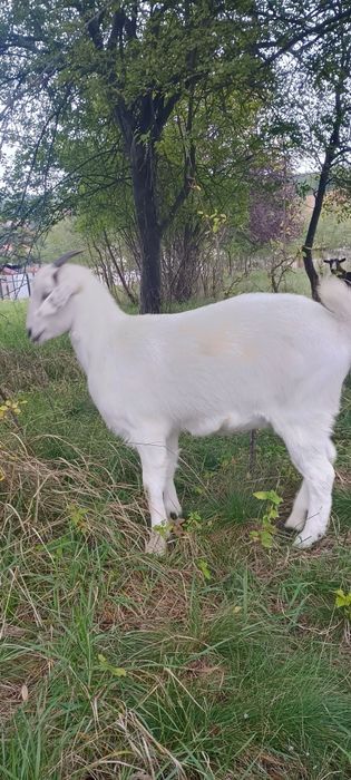 Iadă sannen de 10 luni