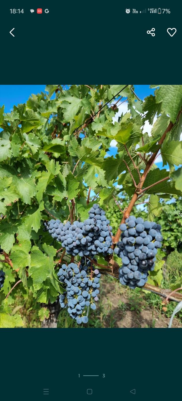 Otonel Cabernet Sauvignon Blanc Feteasca Alba Neagra Merlot Sarba