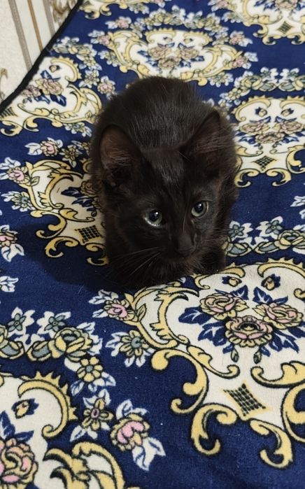 Mushuk bolasi. 3oylik bo'ladi