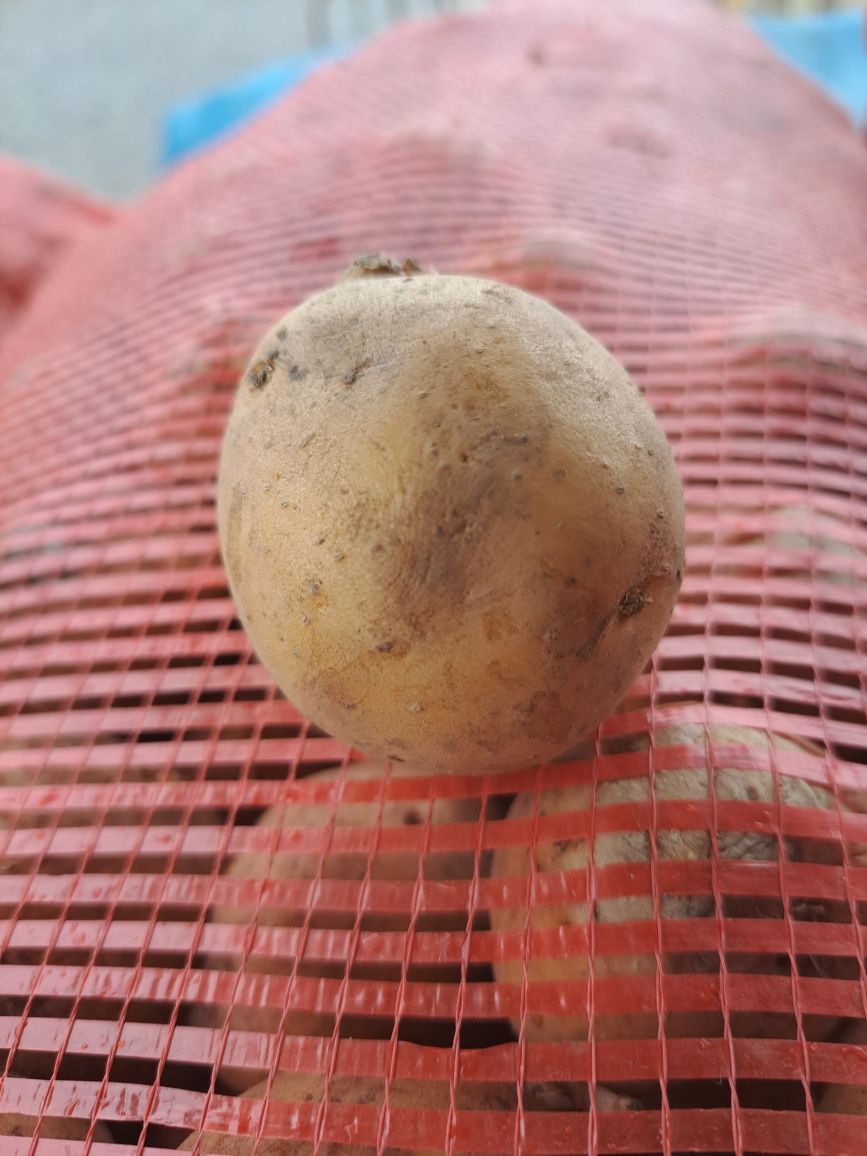 Семена картофеля 70тг