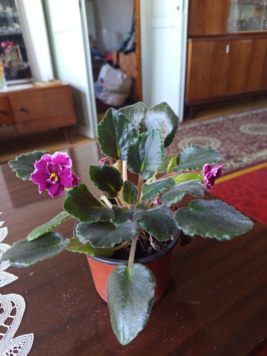 Фиалка сортовая,