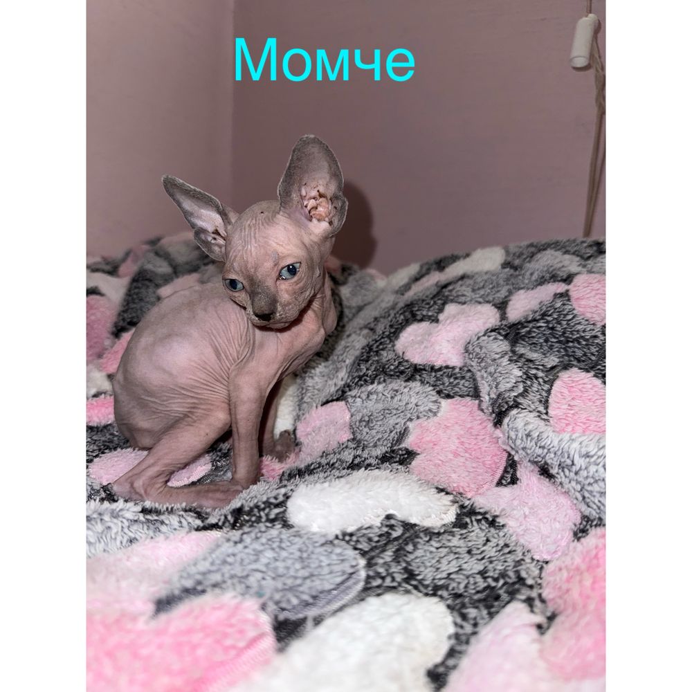 Канадски сфинкс котки