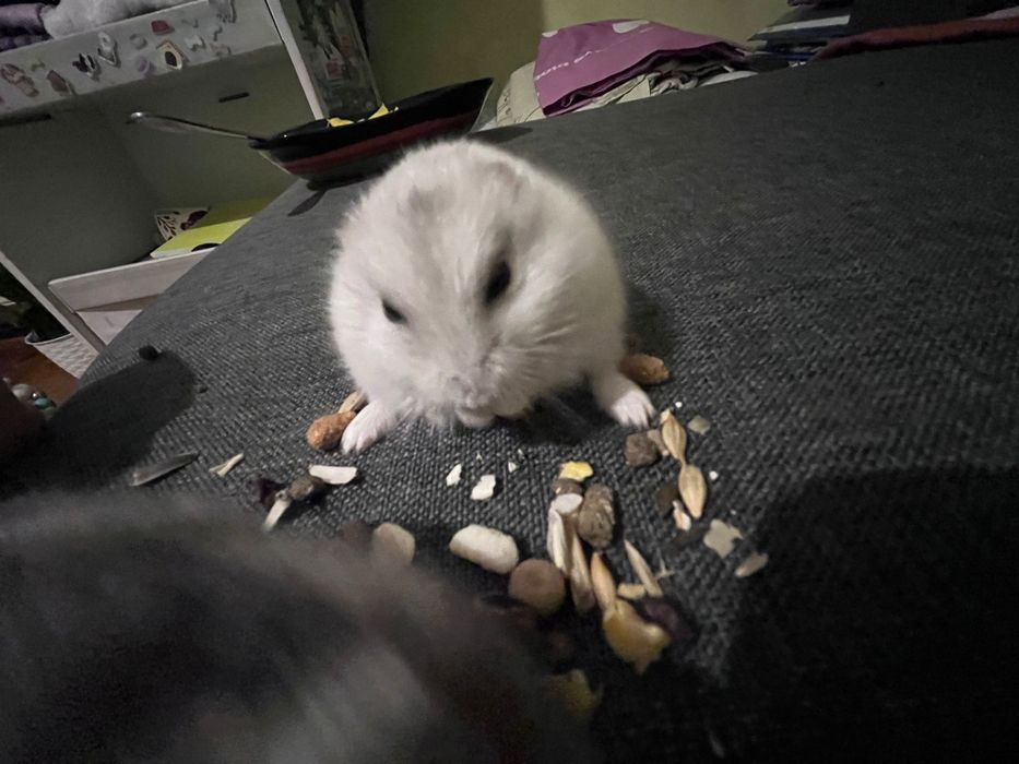 Hamsteri la 12 lei bucata