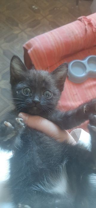 Отдам котенка в добрые руки