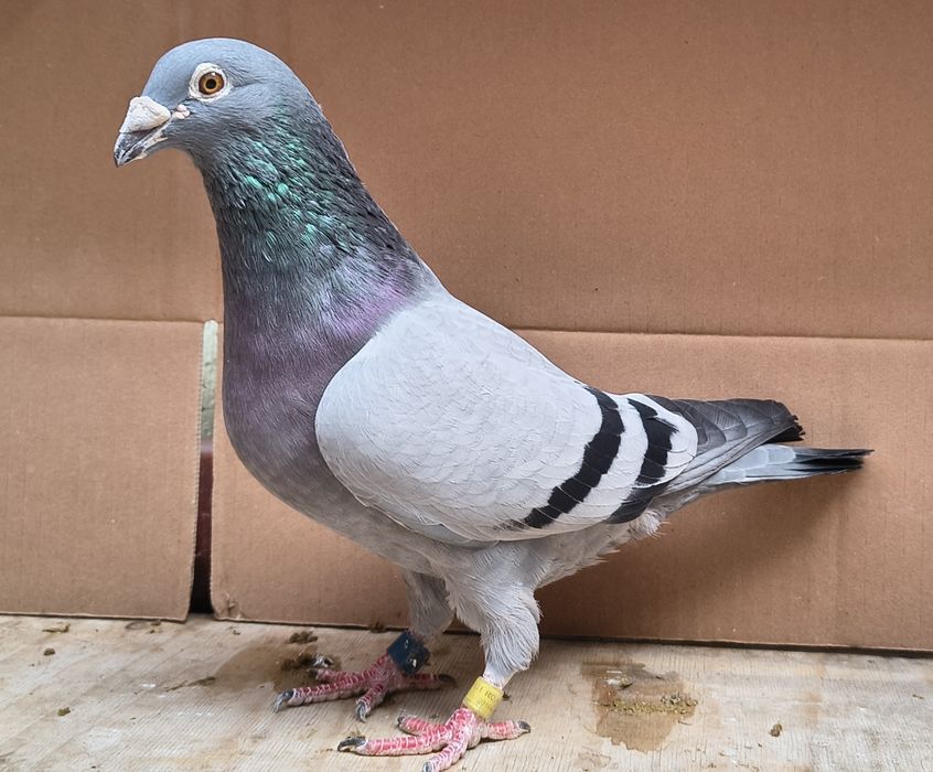 Porumbei voiajori 2025 și păsări din matcă