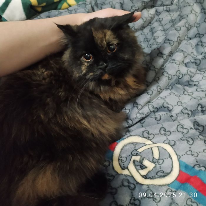 Мушук сотилади Киз бола