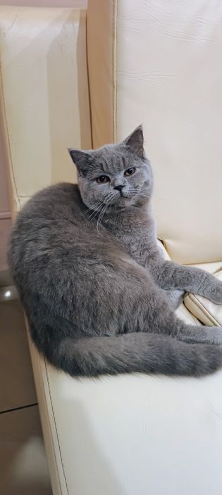 Pisică british shorthair