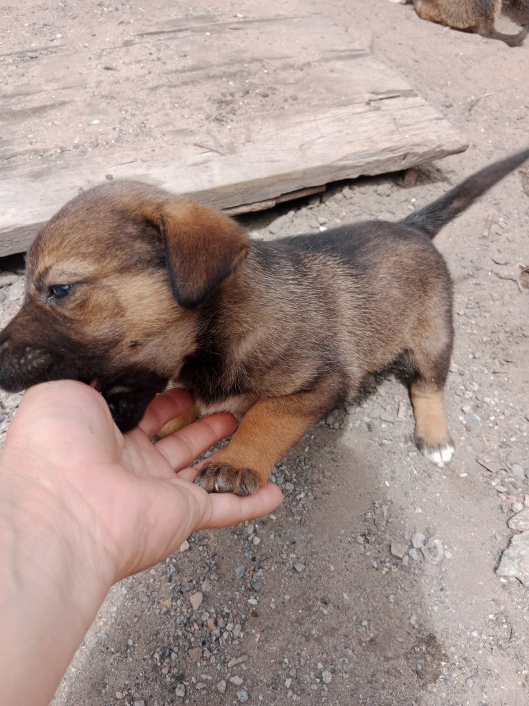 Щенки полукровки
