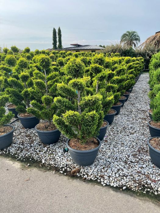 Pom pon. Spirală.din leylandy toate dimensiunile