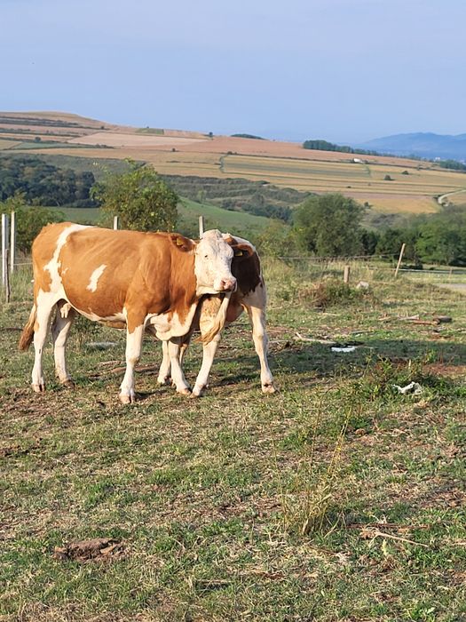 Vacă de 5 ani cu vițel