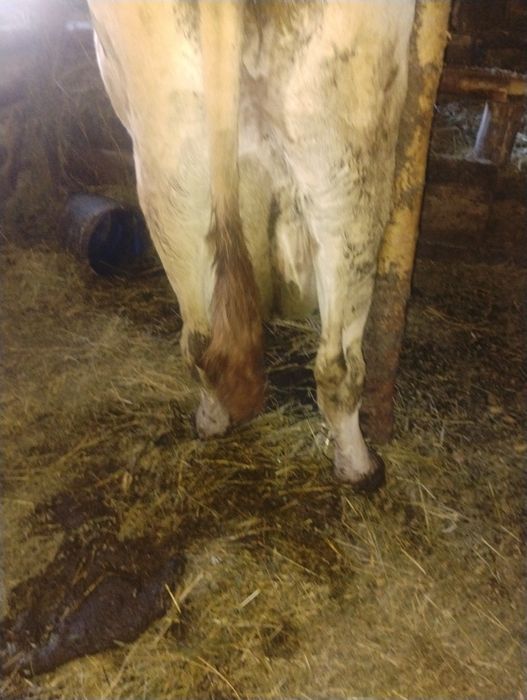 Vând vaca bălțată româneasca cu vital de 5 săptămâni
