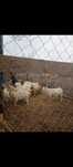 Capre de vanzare urgent!!!