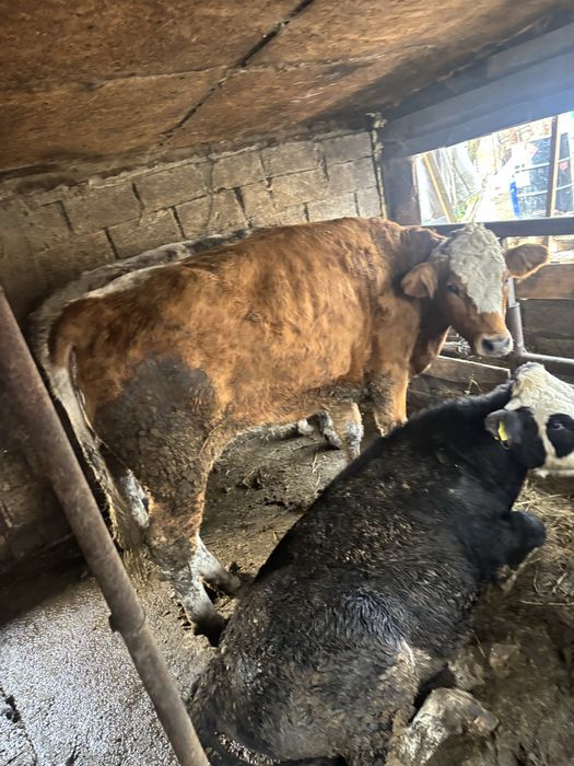 Vand junca de un an si 5 luni