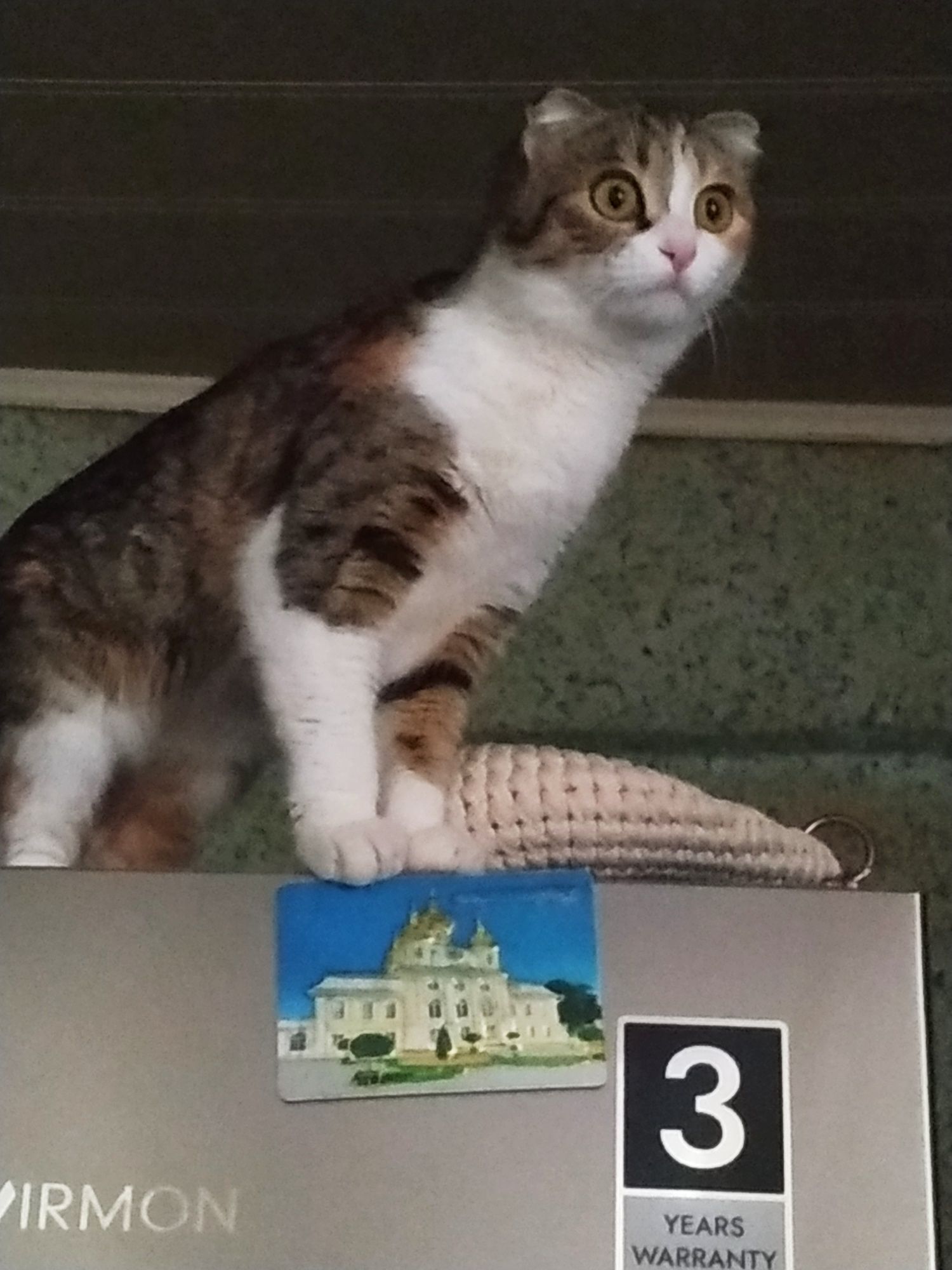 Мушук сотилади скотишфолд
