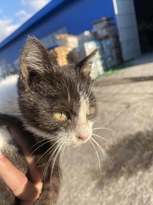 Mushucha hadya qilinad