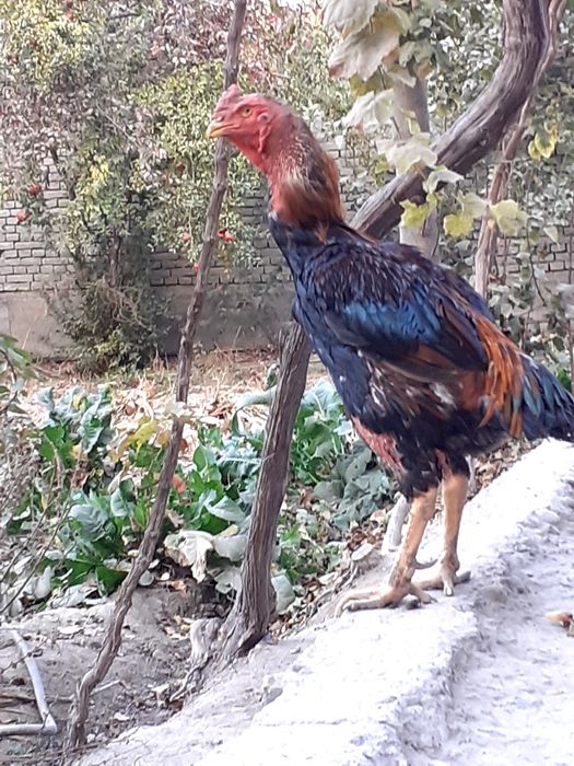 Nasli toza dakang xoroz sotiladi