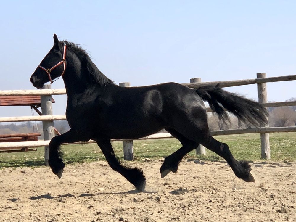 Iapa Friesian Top Frizian