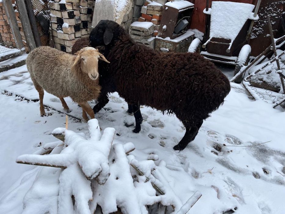 Продам баран Кенжеколь