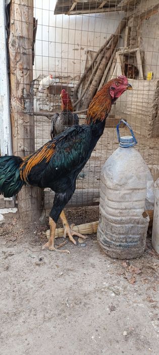 Ишкивозига сотилади