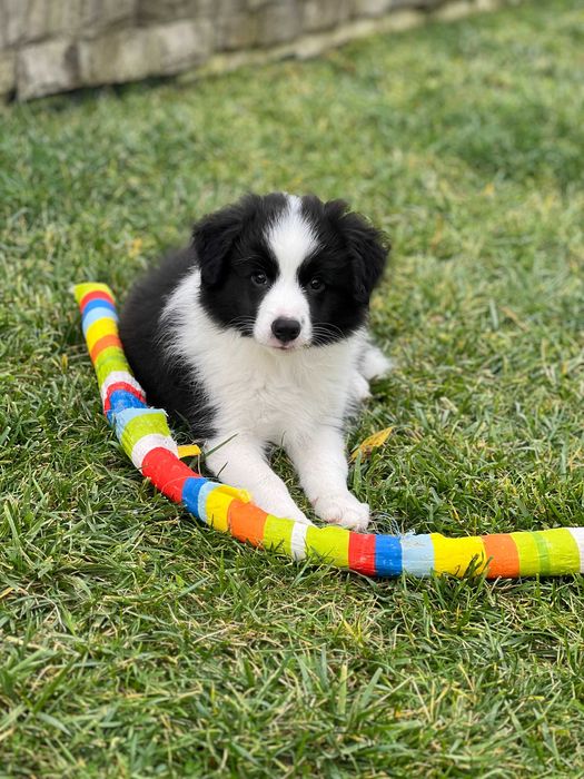 Femela Border Collie din parinti campioni