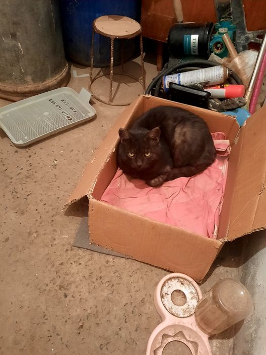 Отдам в добрые руки большого чёрного кота кастрированный очень умный