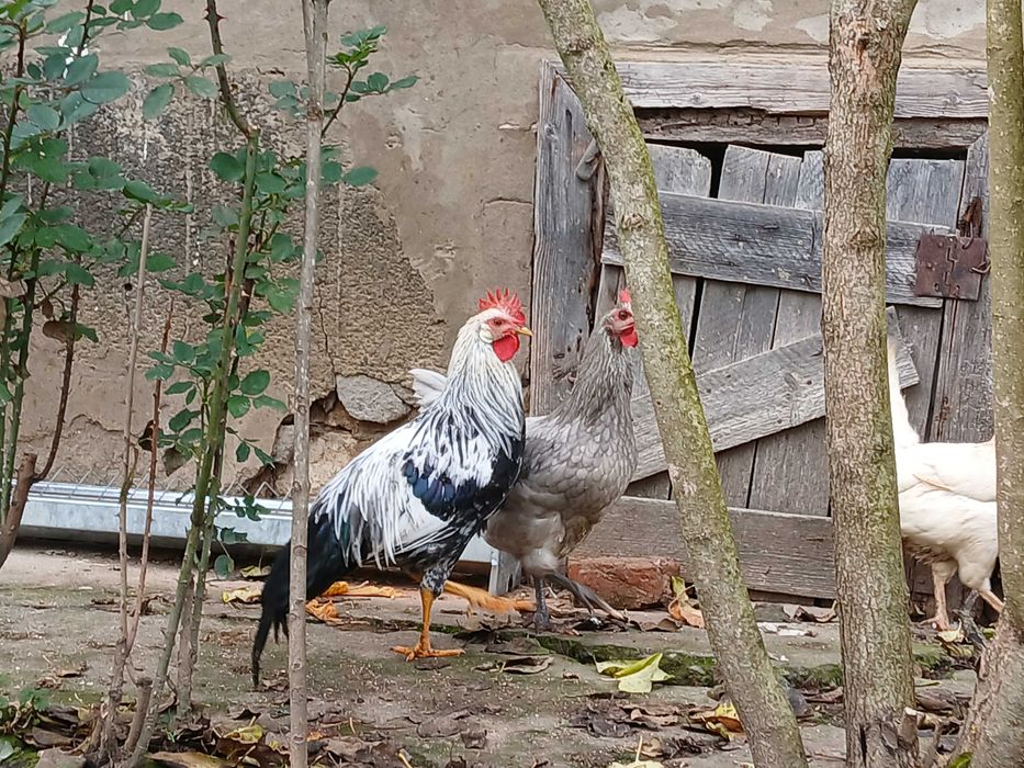 Vând cocoş Italian argintiu 4 luni