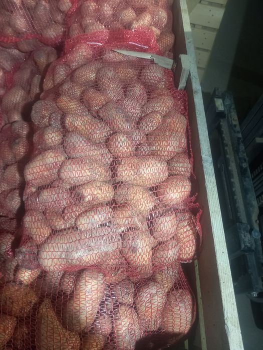 Cartofi pentru animale ( din consum cu defecte), cantitate mare