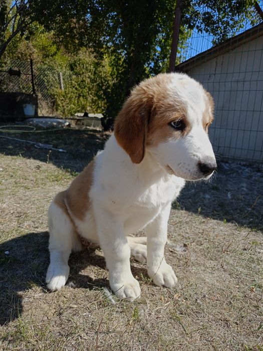 Женски алабайчета на три месеца