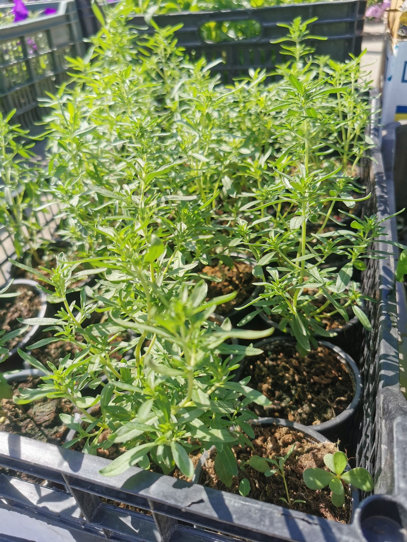 Busuioc, menta Cimbru la ghiveci