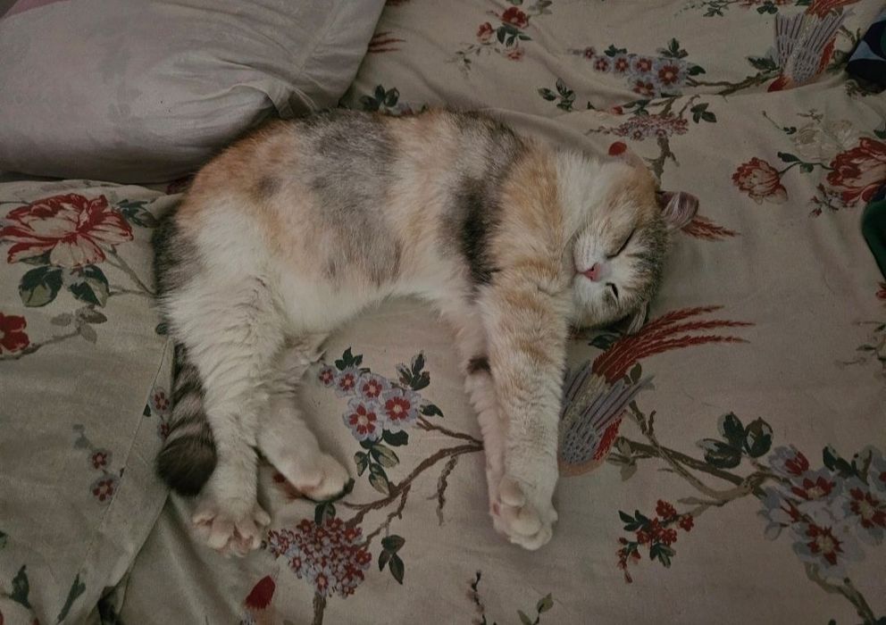 Передержка кошек,  котов и котят