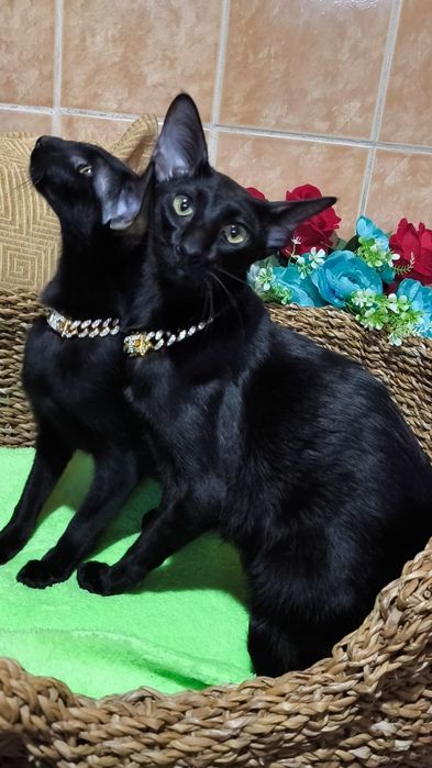 Ориентал- Чёрный бриллиант. Орики