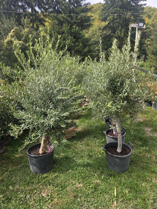 plante ornamentale diferita speci
