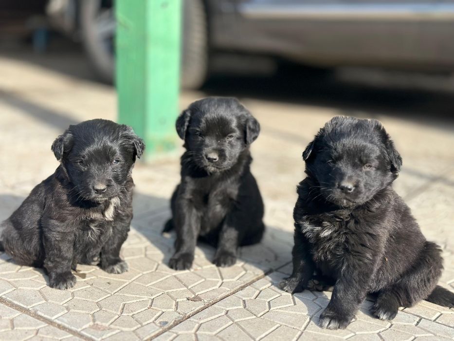 Щенки в добрые руки