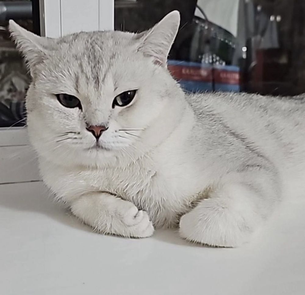 Britanskaya serebristaya shinshilla