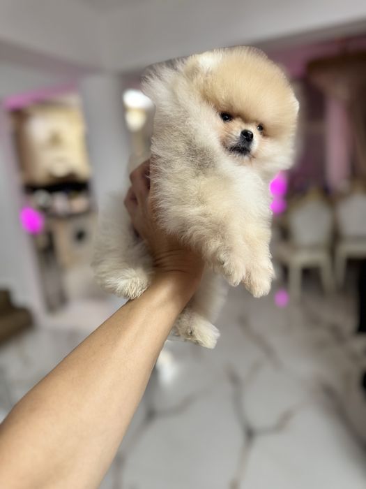 Pomeranian extra mic