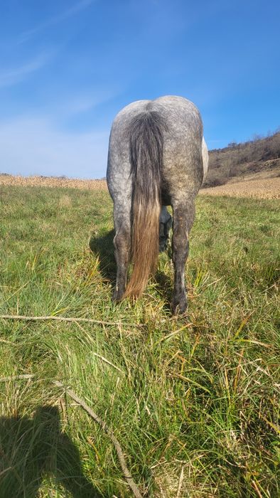 Iapa de 8 ani gestanta in 5 luni