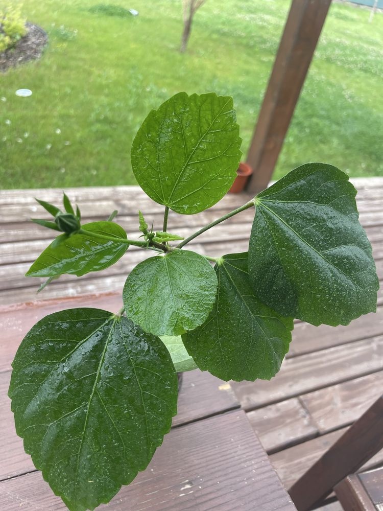 Trandafir japonez rosu (hibiscus)