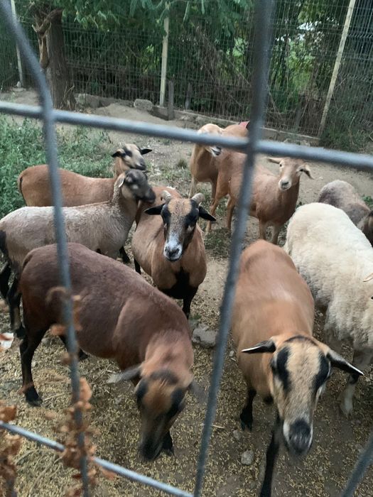 Vând 10 oi de Camerun