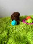 Mascul pudel red brown mini toy (tea cup)
