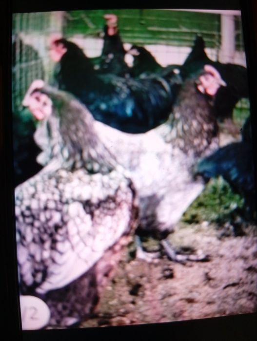 Vind puicuțe de rasă Brahman foarte frumoase