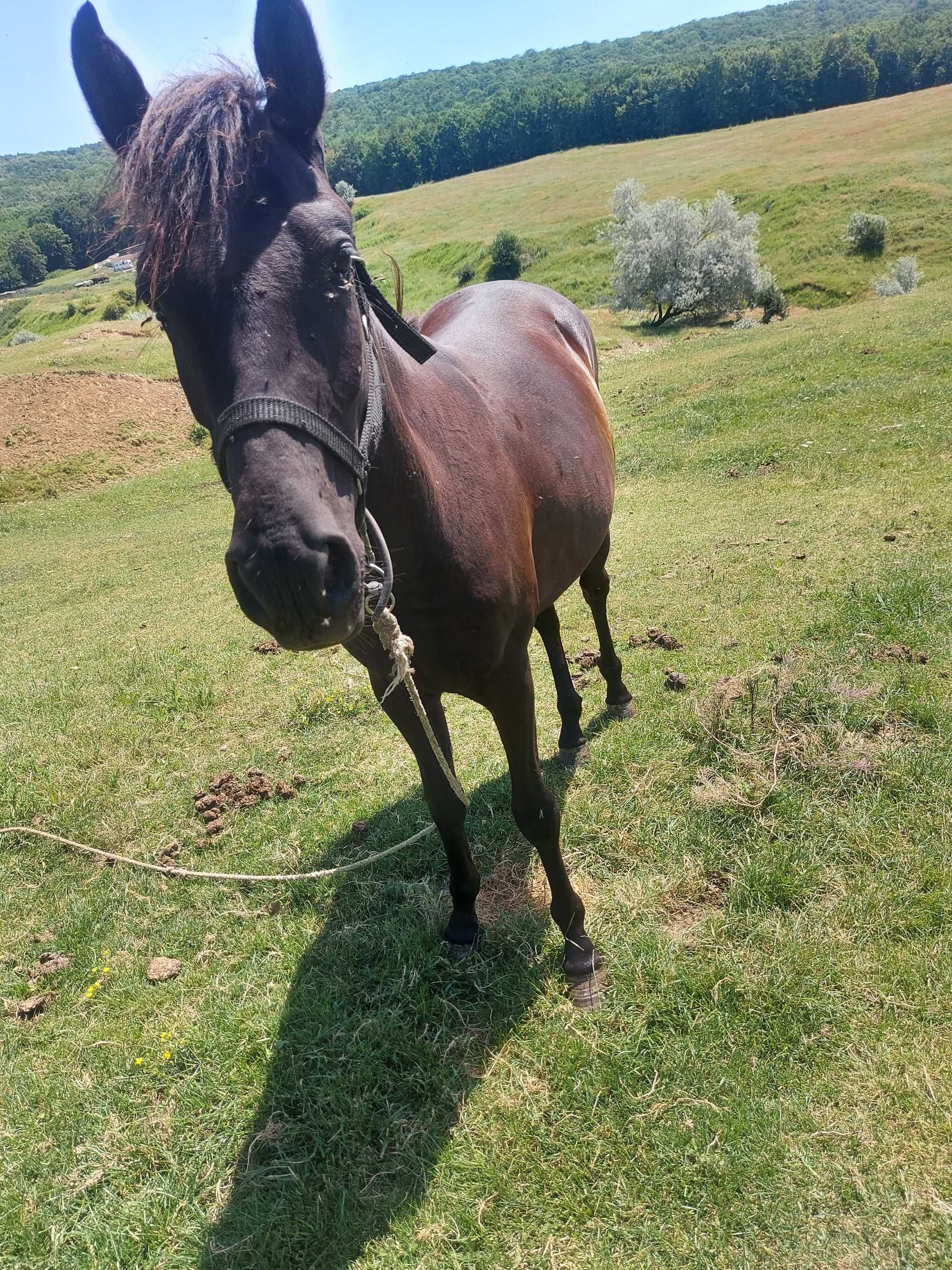 De vanzare manza de 2 ani manz de 1an si 4 luni si vaca pentru abator