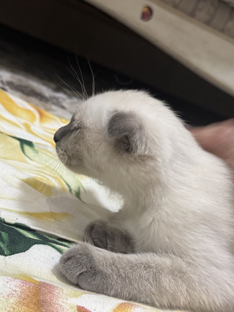 Котёнок маленький