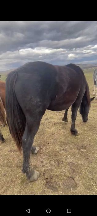 Vând manza neagra de 2 ani jumate