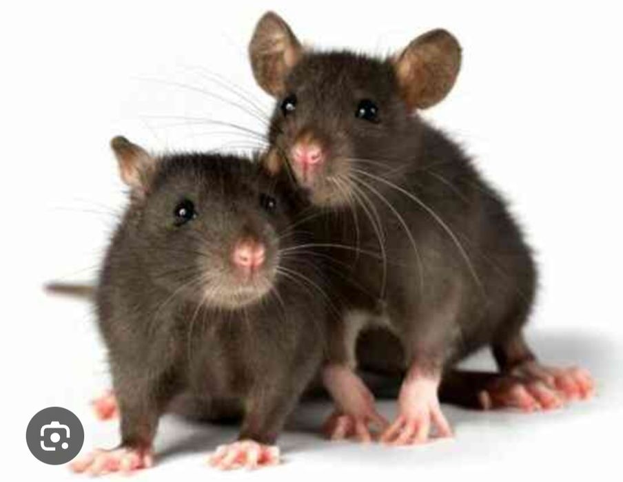 Sichqon va kalamush dori natija zor