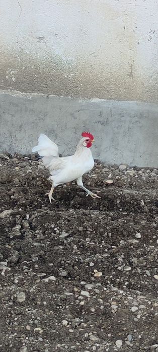 Cocoși pitici cocoșei pitici