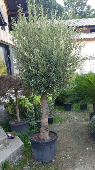 Măslini seculari calitate extra pe rod