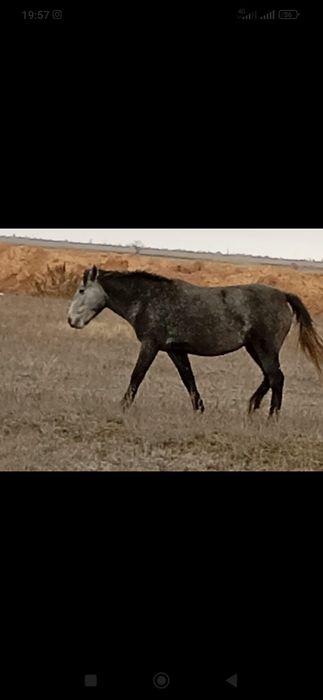 Жылқы сатылады Янайкено ауылында